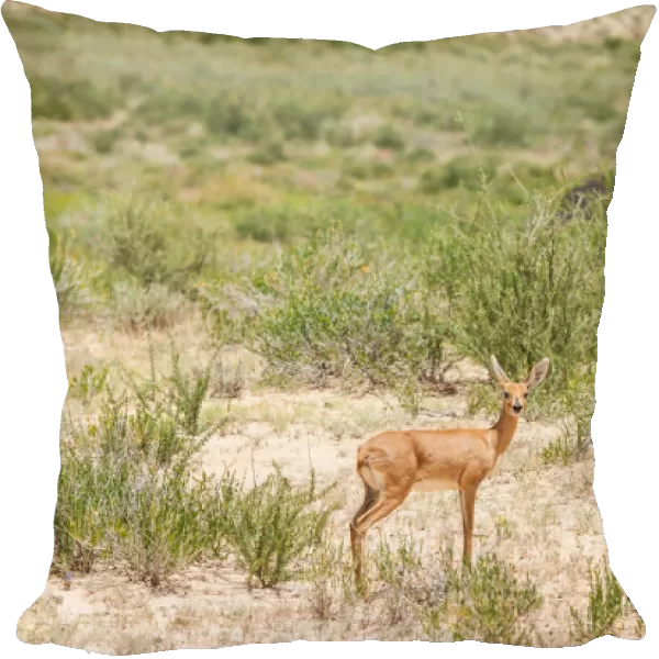 The steenbok (Raphicerus campestris) is a common small antelope of southern and eastern Africa. It is sometimes known as the steinbuck or steinbok