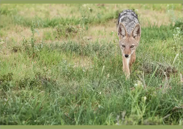 The black-backed jackal (Canis mesomelas) is a canid native to two areas of Africa, separated by roughly 900 region includes the southernmost tip of the continent, including South Africa, Namibia, Bo