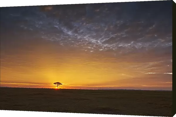 Dramatic sunrise landscape over the Masai Mara National Reserve in Kenya