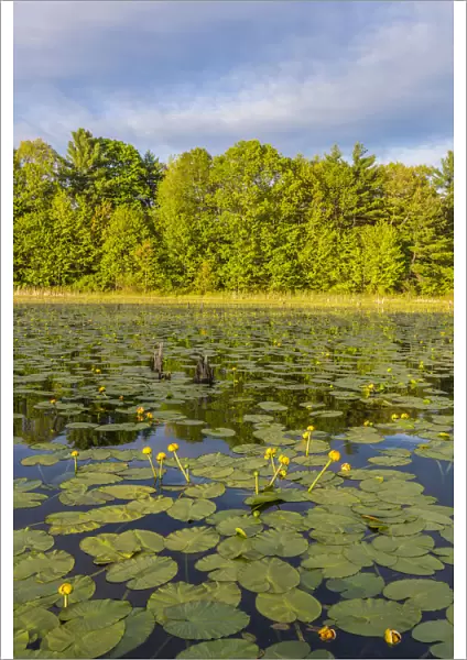 Yellow pond lilies (Nuphar lutea) in pond, Epping, New Hampshire, USA
