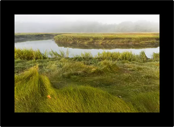 Salt marsh along York River, Smelt Brook Preserve, York, Maine, USA