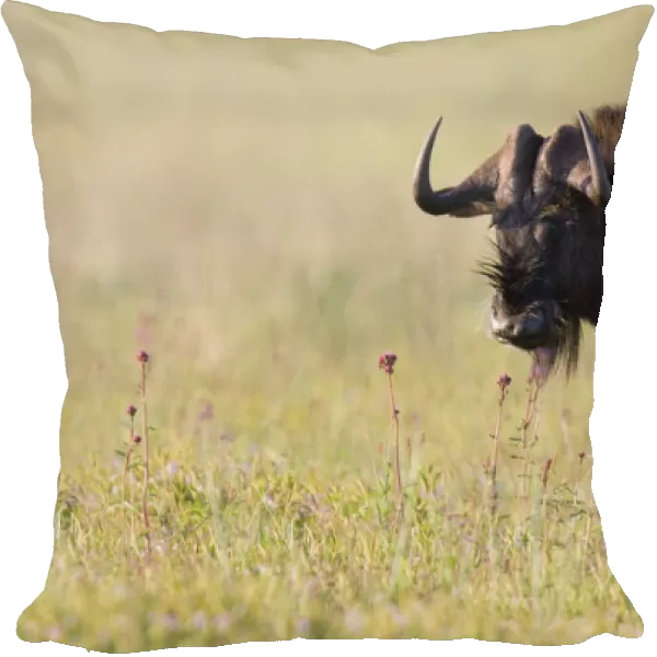 Black Wildebeest (Connochaetes gnou) stood in long grassland, South Africa