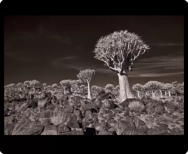 The Quiver Tree Forest of Namibia Photographed in Infrared. Keetmanshoop, Namibia