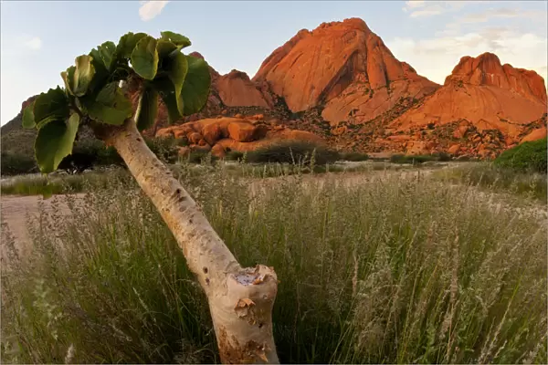 Succulent Kobas Tree (Cyphostemma currori) plant growing at Spitzkoppe, Erongo Region, Namibia