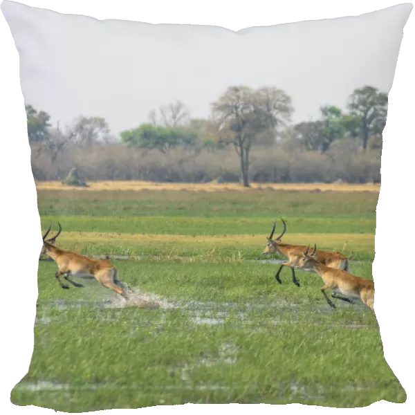Red lechwe (kobus leche) leaping through water, Khwai Concession, Okavango Delta, Botswana