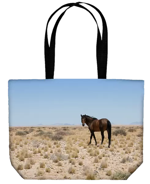 Namib Wild Desert Horse between Aus and Luderitz in Namibia