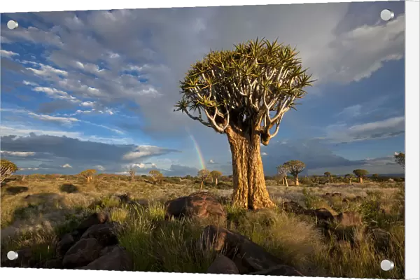 Quiver Tree Forest with a Rainbow after a Thunderstorm, Keetmanshoop, Namibia