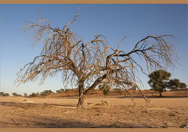 Dead and dried tree in the Auob river, Kgalagadi Transfrontier Park