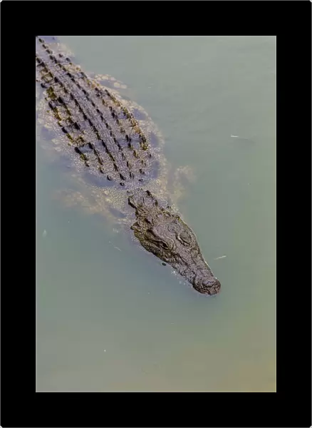 Close-up of Nile crocodile (Crocodylus niloticus) swimming in a pond on a Crocodile farm in the Western Cape Province, South Africa