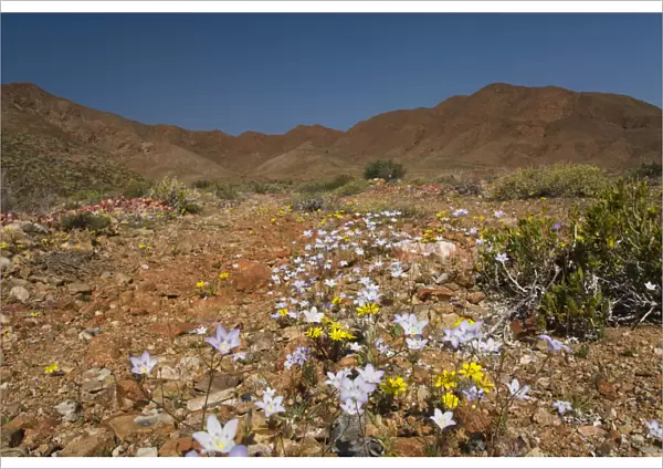 color image, photography, multi colored, south africa, desert, wildflower, landscape