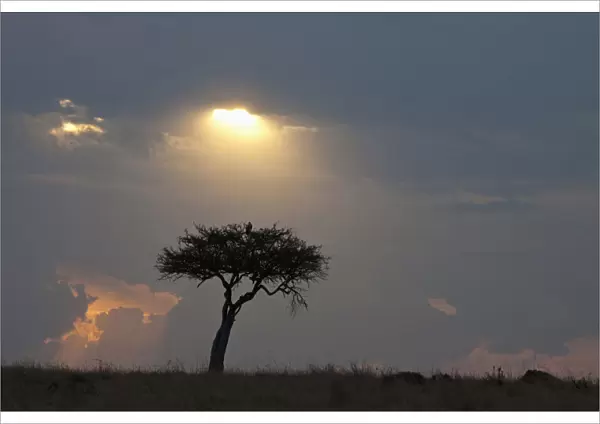 africa, backlit, beauty in nature, cloud, dusk, grass area, grey, horizon, horizon over land