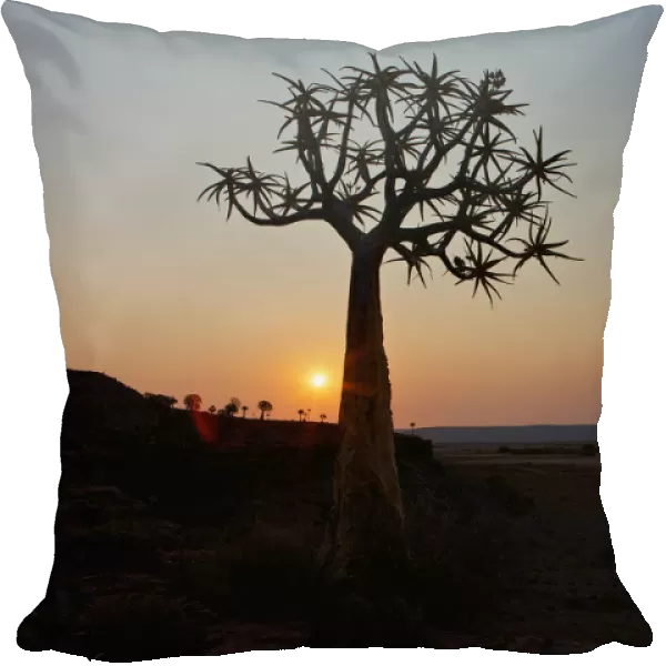 baobab, beauty in nature, horizon over land, horizontal, idyllic, landscape, moody sky