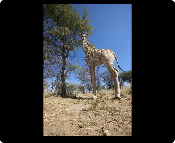 animal themes, arid, beauty in nature, day, full length, giraffa camelopardalis, giraffe