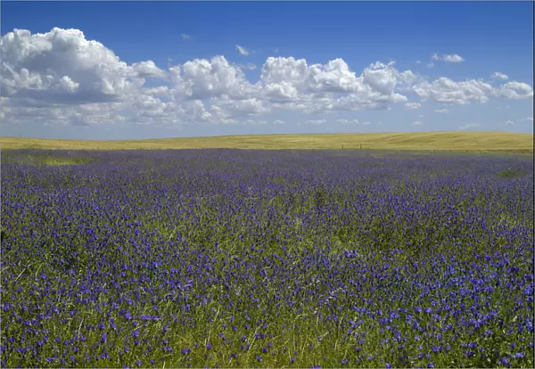 Cumulus floats in blue sky over field of blue wildflowers