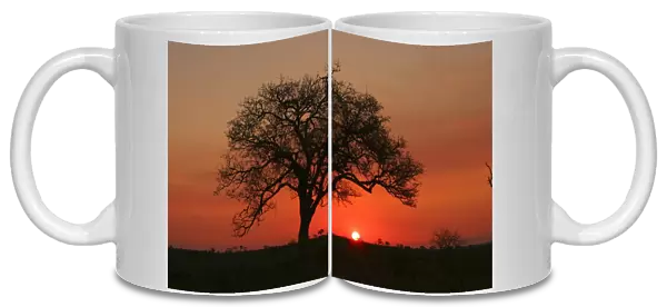 Silhouette of a Marula Tree at Sunset. Kruger National Park, Limpopo Province, South Africa