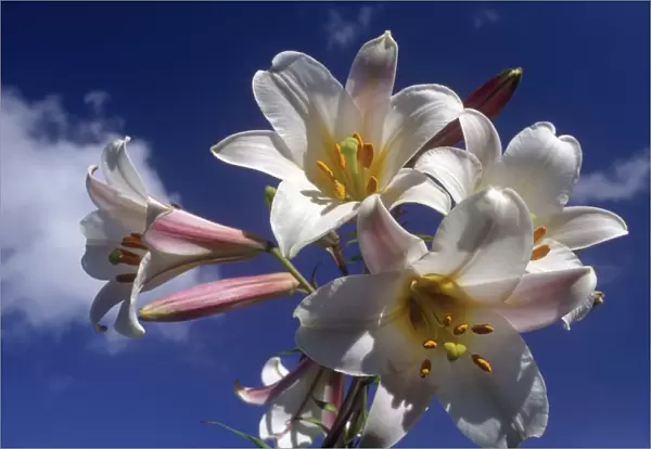 White Lily Flowers Against a Blue Sky