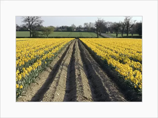 Rows of Bright Yellow Daffodils - Commercial Crop