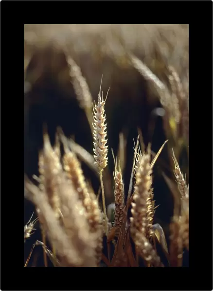 Close-Up of a Young Wheat Crop