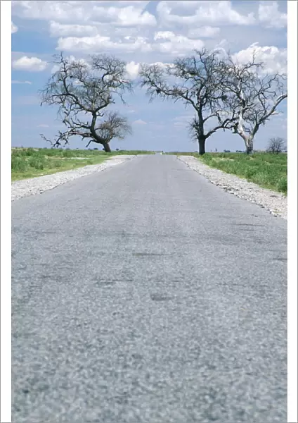 Tar Road Running Between Two Trees