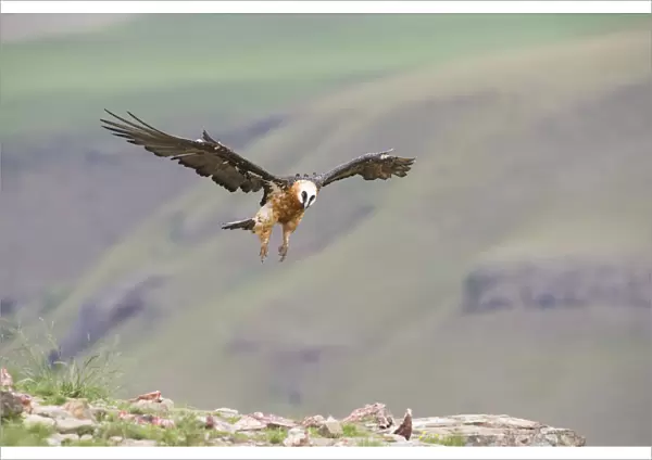 Bearded Vulture (Gypaetus Barbatus) in flight - Giants Castle, South Africa