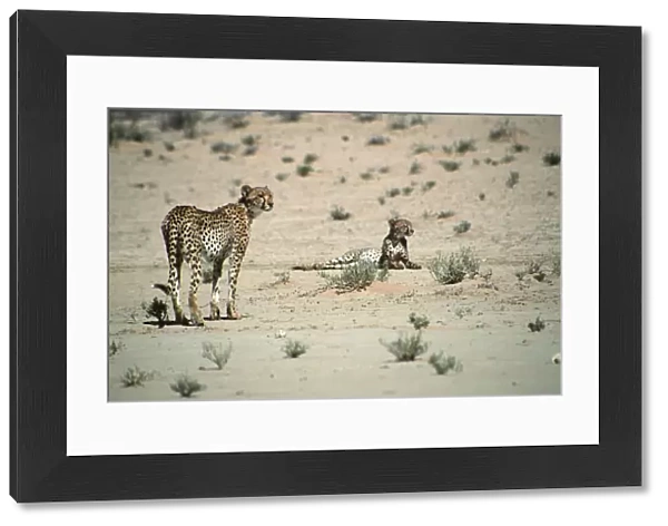 Cheetah (Acinonyx jubatus) Pair in the Desert Landscape