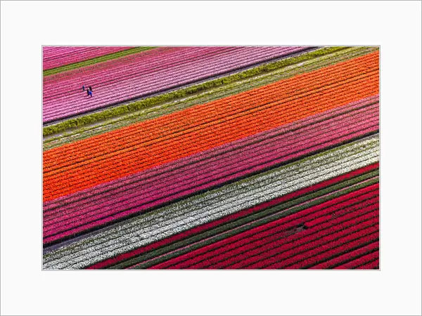 Aerial view of tulip fields in North Holland, Netherlands
