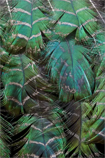 Extreme close-up of Peacock feather design layering