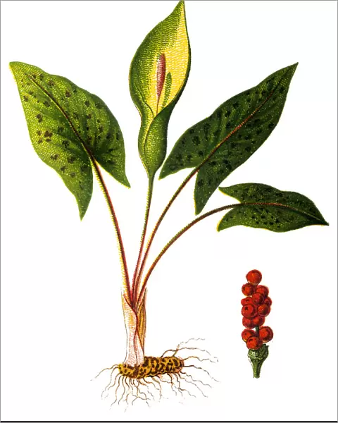 Arum maculatum (snakeshead, adders root, arum, wild arum, arum lily, lords-and-ladies, devils and angels, cows and bulls, cuckoo-pint, soldiers diddies, priests pintle, Adam and Eve, bobbins, naked girls, naked boys, starch-root, wake robin)