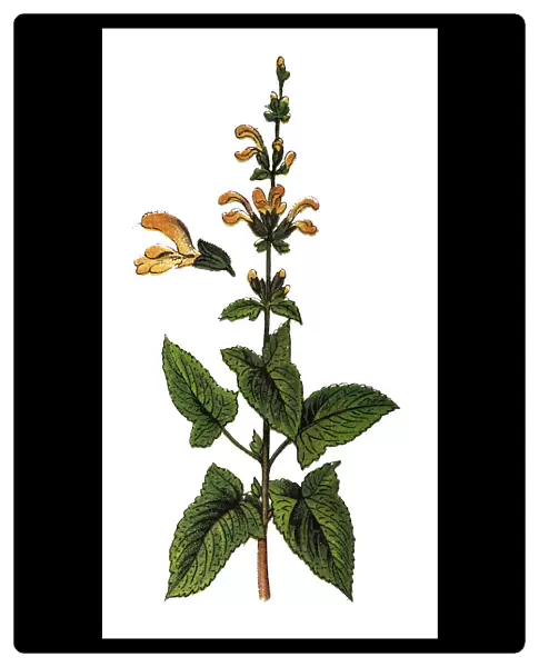 Salvia glutinosa (glutinous sage, sticky sage, Jupiters sage, Jupiters distaff)