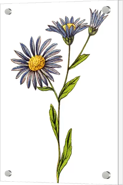 Aster amellus, the European Michaelmas-daisy