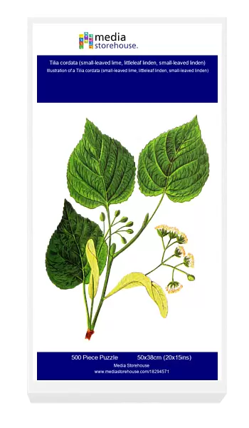 Tilia cordata (small-leaved lime, littleleaf linden, small-leaved linden)