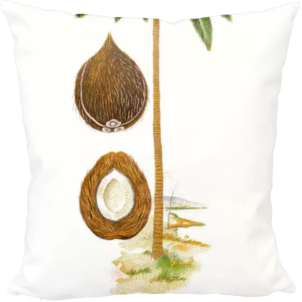 The coconut tree (Cocos nucifera)