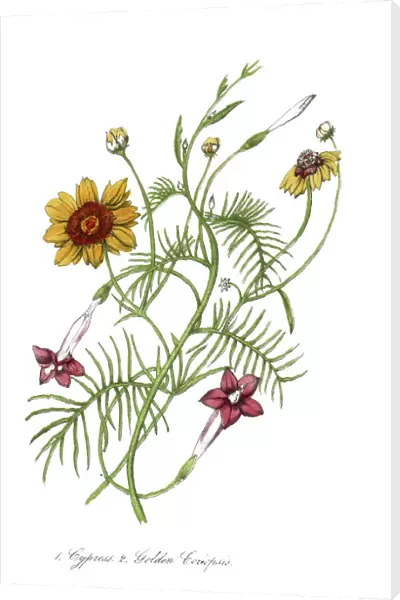 hand painted illustration of cypress vine, Ipomea quamoclit, and golden coreopsis, Coreopsis tinctoria