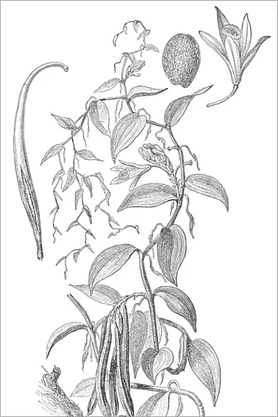 Vanilla planifolia orchid plant illustration 1880