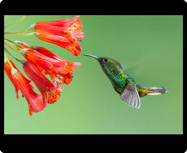 Coppery-headed Emerald Hummingbird