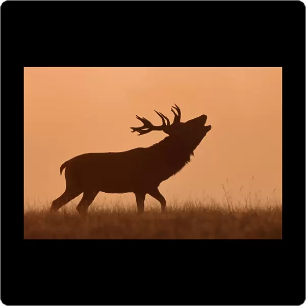 Bugling Stag