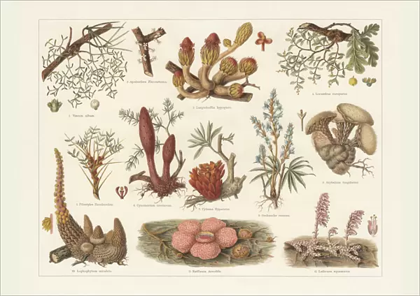 Parasitic plants, chromolithograph, published in 1897