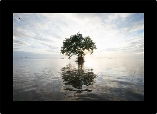 single tree on the water
