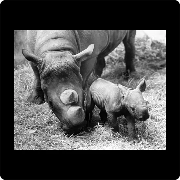 Two Day Old Rhino