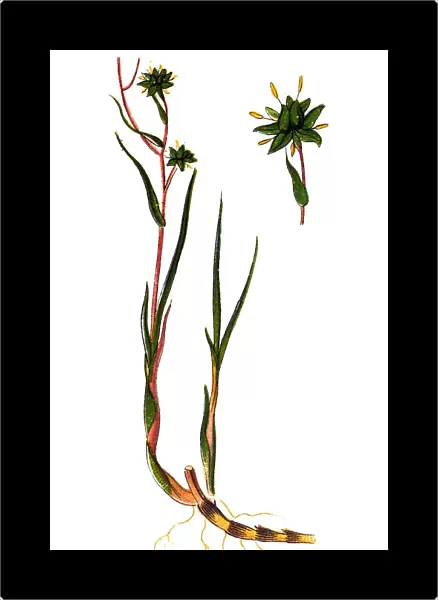 Scheuchzeria palustris (Rannoch-rush, or pod grass)