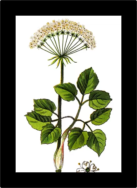 Laserpitium latifolium, common name broad-leaved sermountain