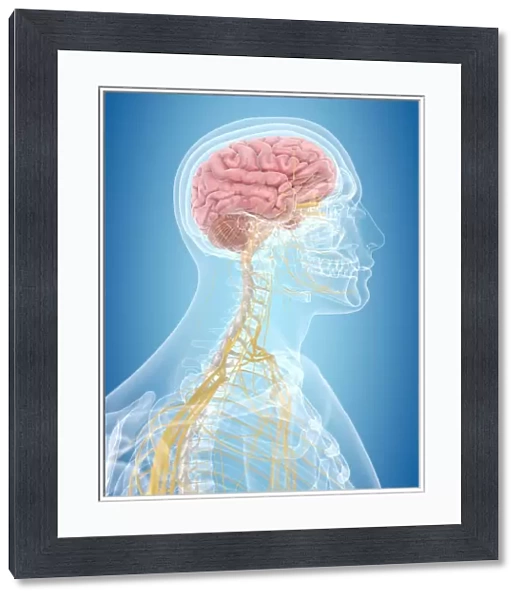 Brain and nerves, artwork