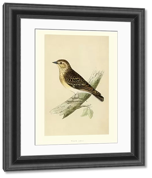 Natural History - Birds - Woodlark