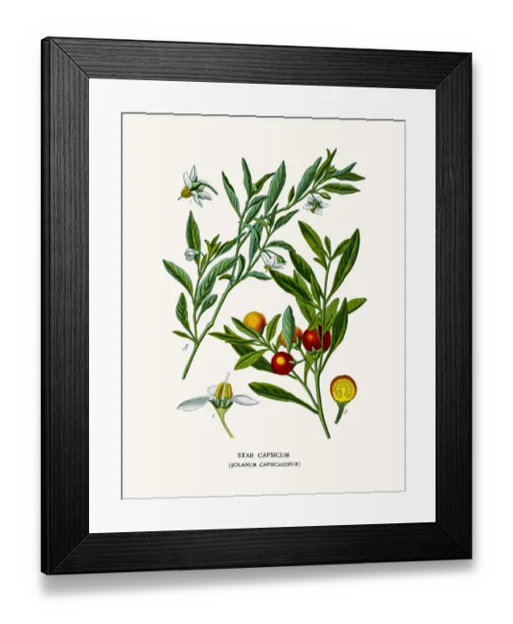 Framed Print : Cockroach Berry Fine Art Print Framed Print : Cockroach Berry Fine Art Print