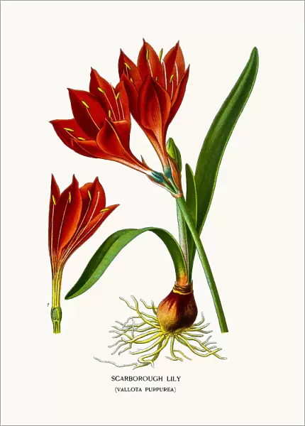 Scarborough Lily