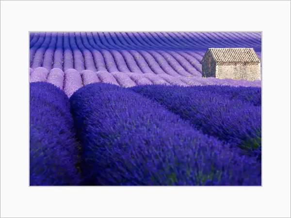 Provence, Valensole Plateau, Lavender Field