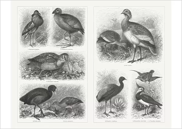 Shorebirds (Charadriiformes), wood engravings, published in 1897