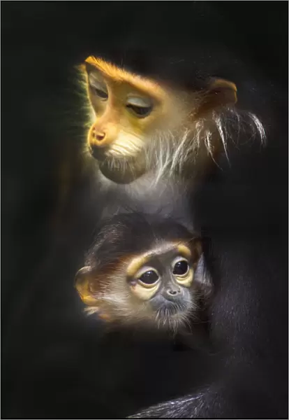 Family of Red-shanked douc langur