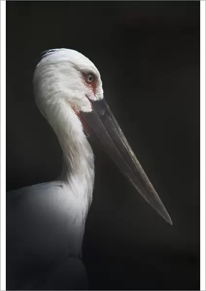 Oriental Stork Portrait
