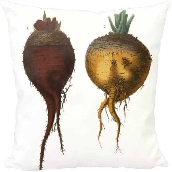 Red Beet & Sugar Beet, Root Crops and Vegetables, Victorian Botanical Illustration